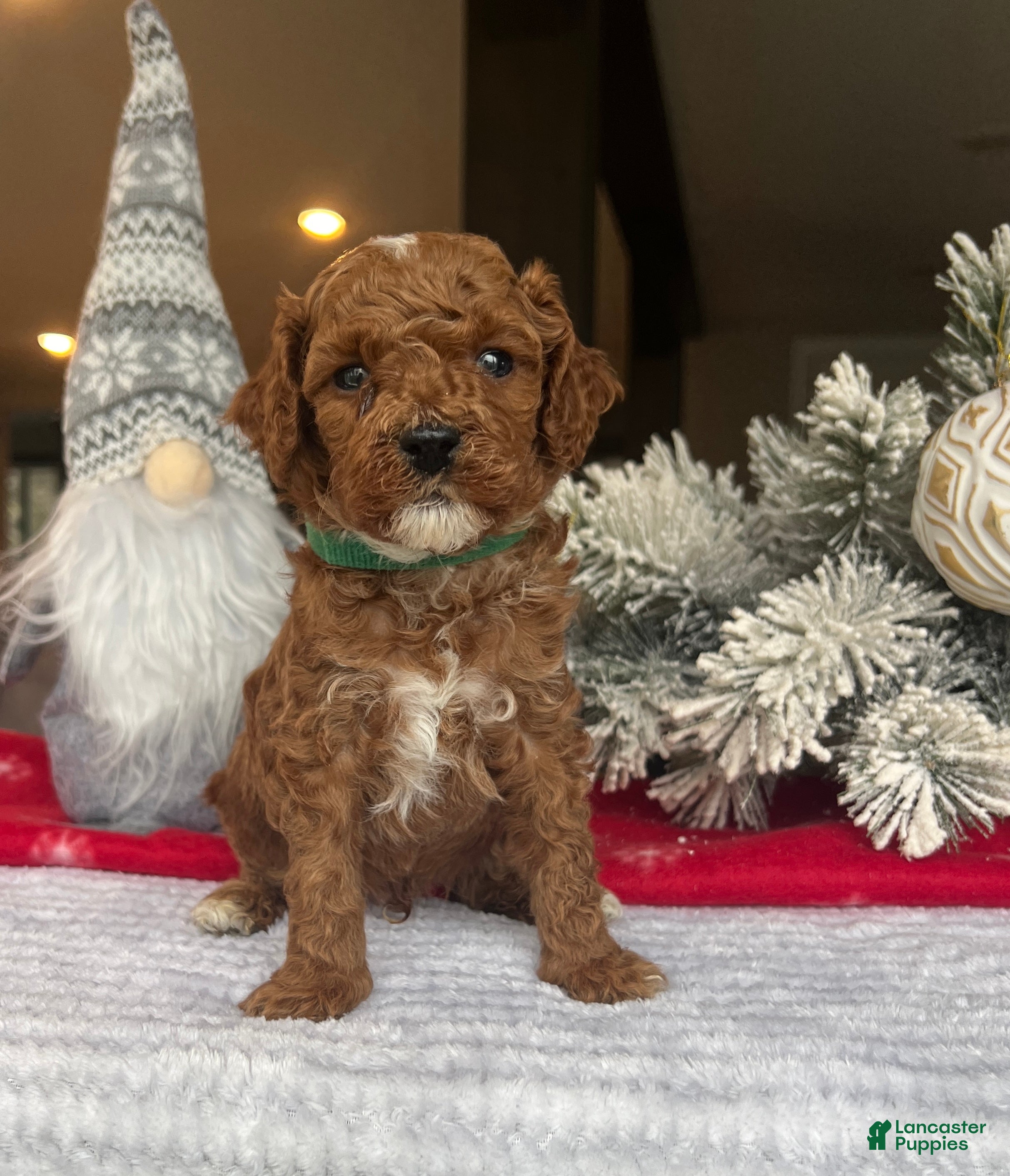 Mini Goldendoodle dogs Cole - Ad 39