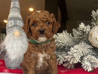 Mini Goldendoodle dogs Cole - Ad 27