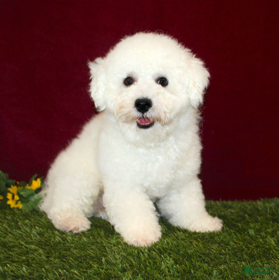 Bichon Frise dogs for sale: Iceburg - Ad 6