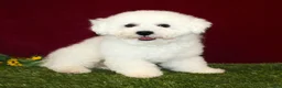 Bichon Frise dogs for sale: Irene - Ad 6