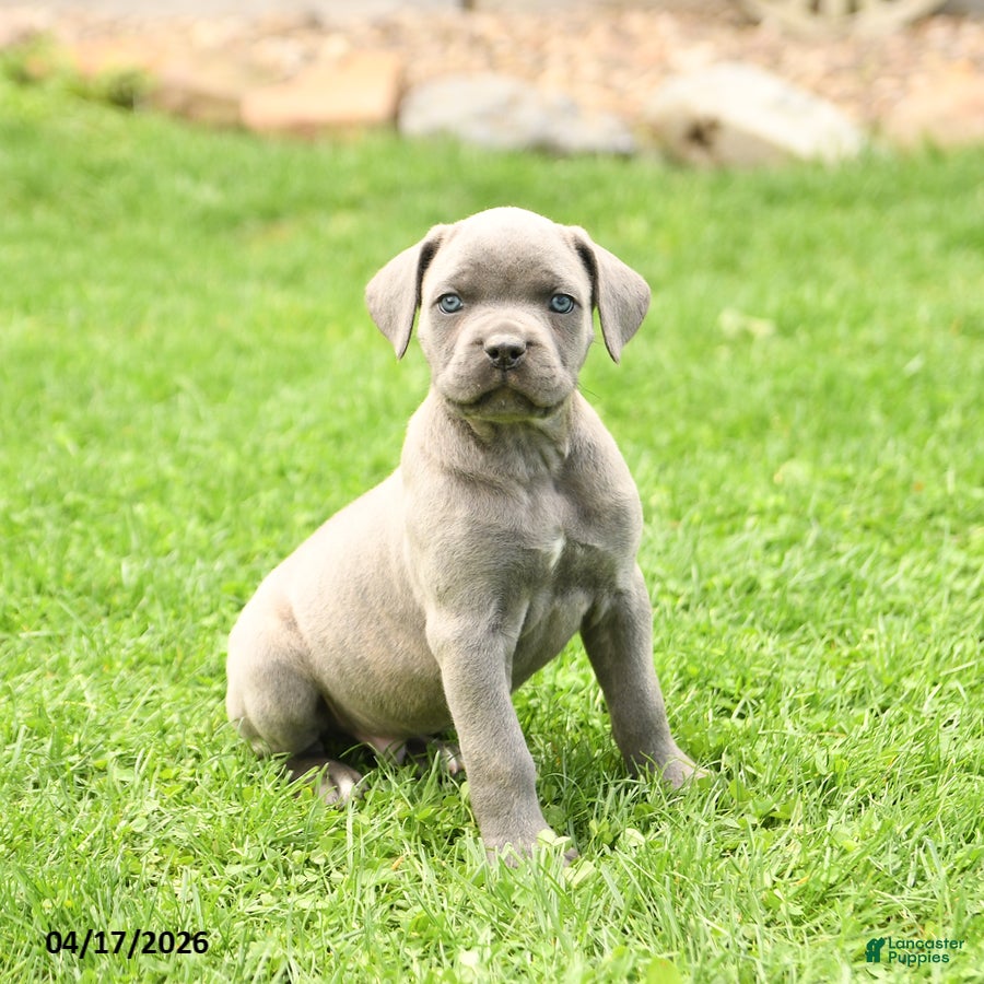 Cane Corso dogs Slater - Ad 2