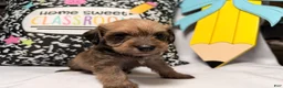 Mixed Breed dogs for sale: Wiggles  - Ad 5