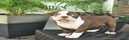 Boston Terrier dogs for sale: Ryder  - Ad 5