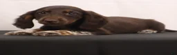 Dachshund dogs for sale: duke - Ad 5