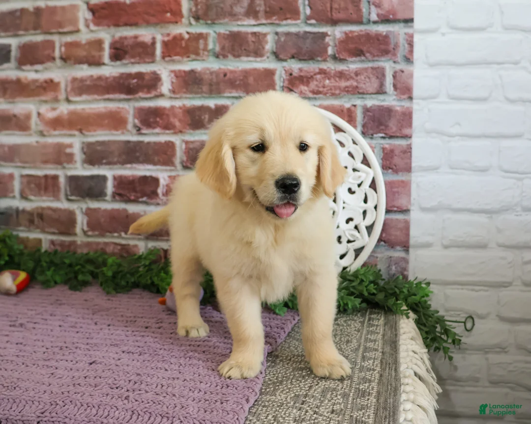 Golden Retriever dogs for sale: Gwenn - Ad 1