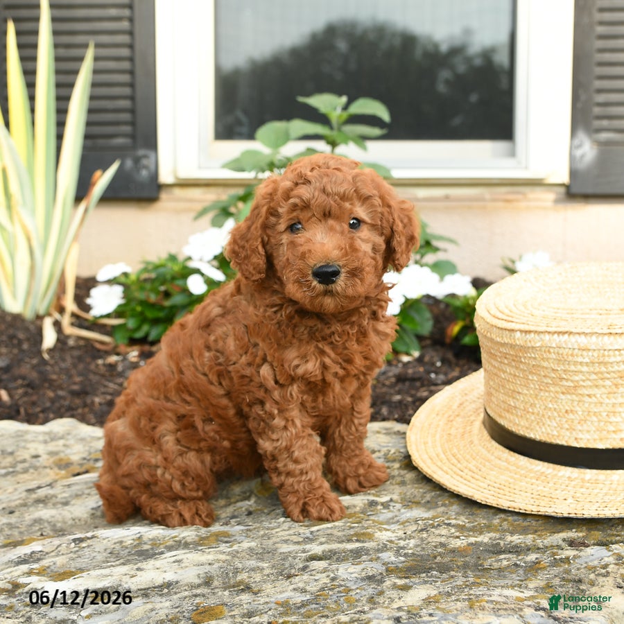 Mini Goldendoodle dogs Lucky - Ad 2