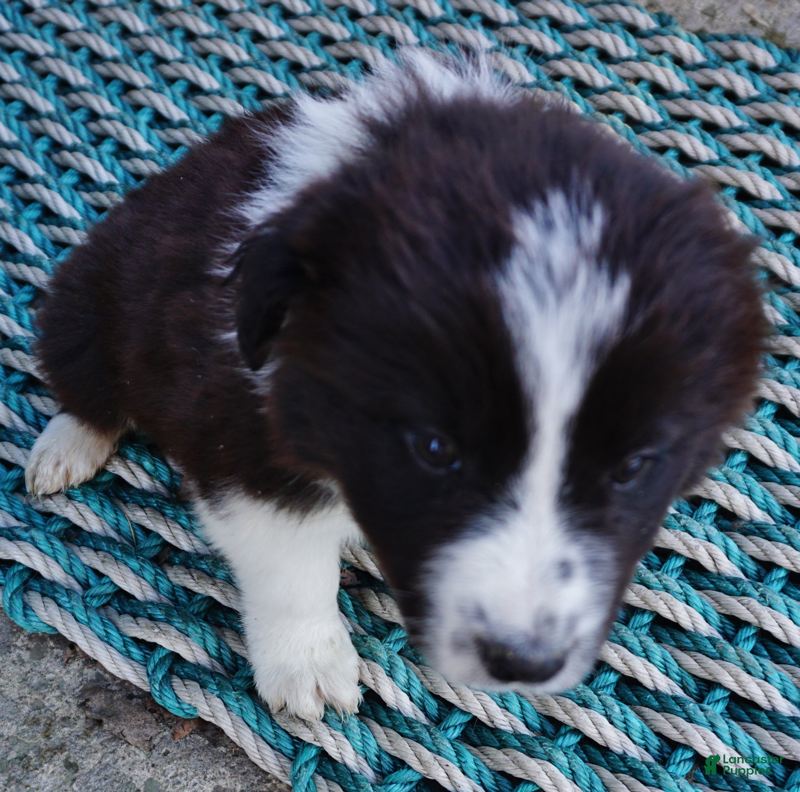 Border Collie dogs ASHTON - Ad 15