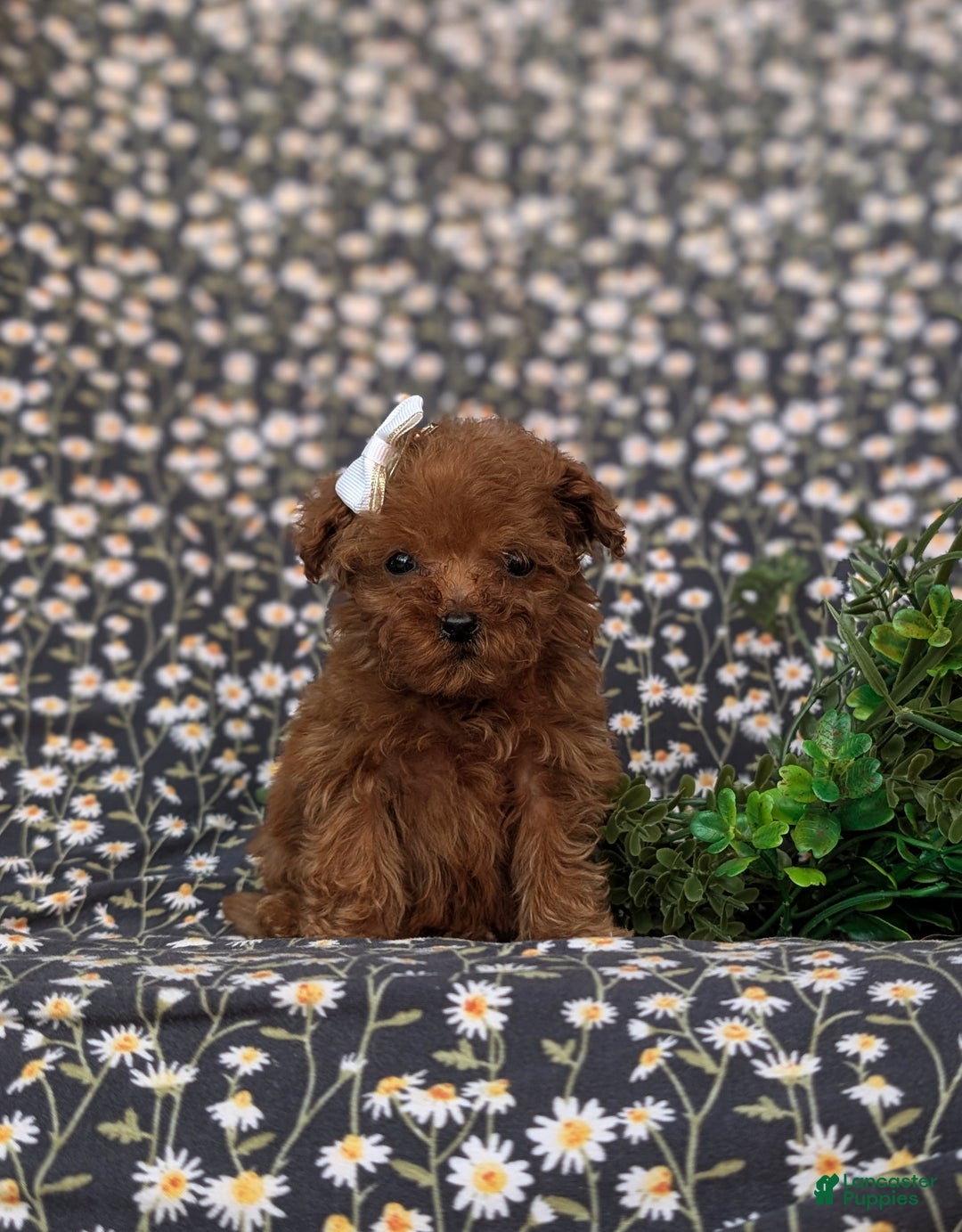 Toy Poodle dogs for sale: Tiffany - Ad 3
