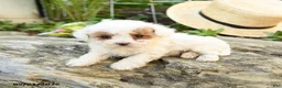 Toy Poodle dogs for sale: Meringue - Ad 2