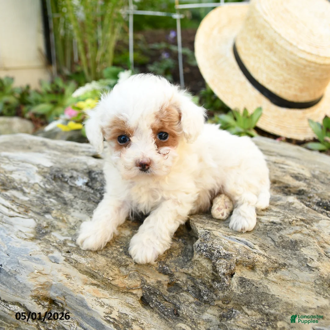 Toy Poodle dogs for sale: Meringue - Ad 2