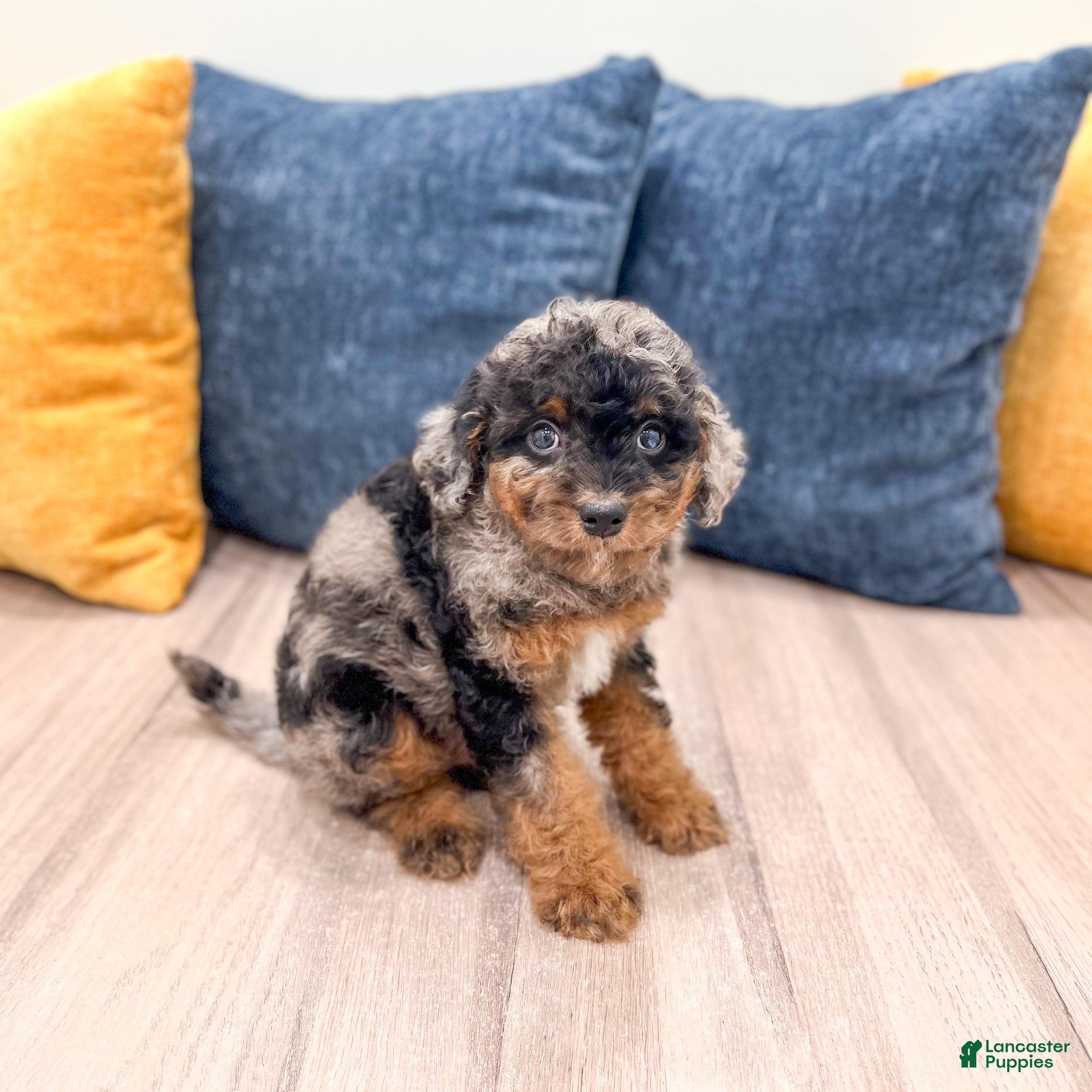 Cavapoo dogs Jack - Ad 1