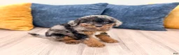 Cavapoo dogs for sale: Jack - Ad 3