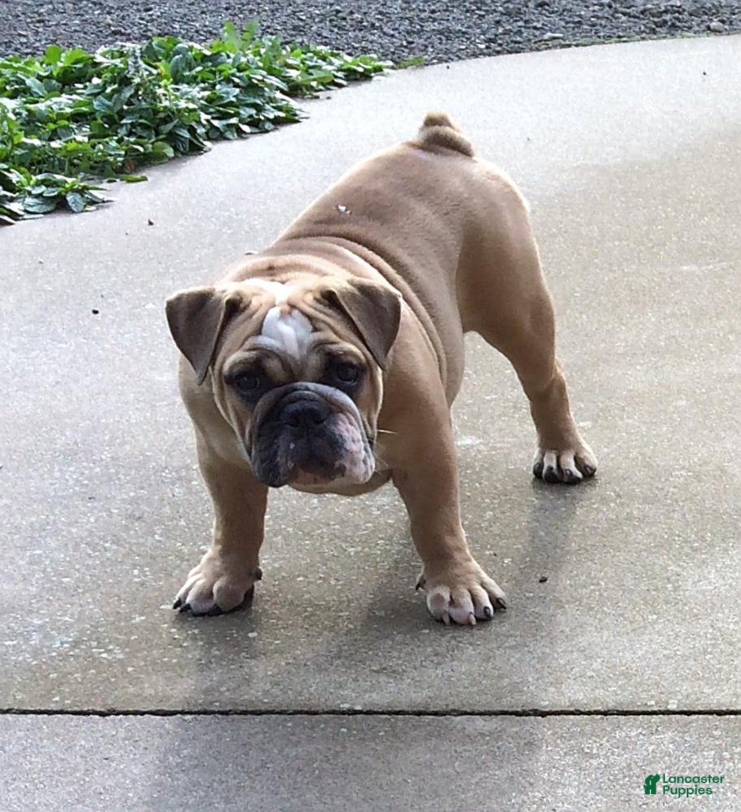 English Bulldog dogs for sale: Rival - Ad 14