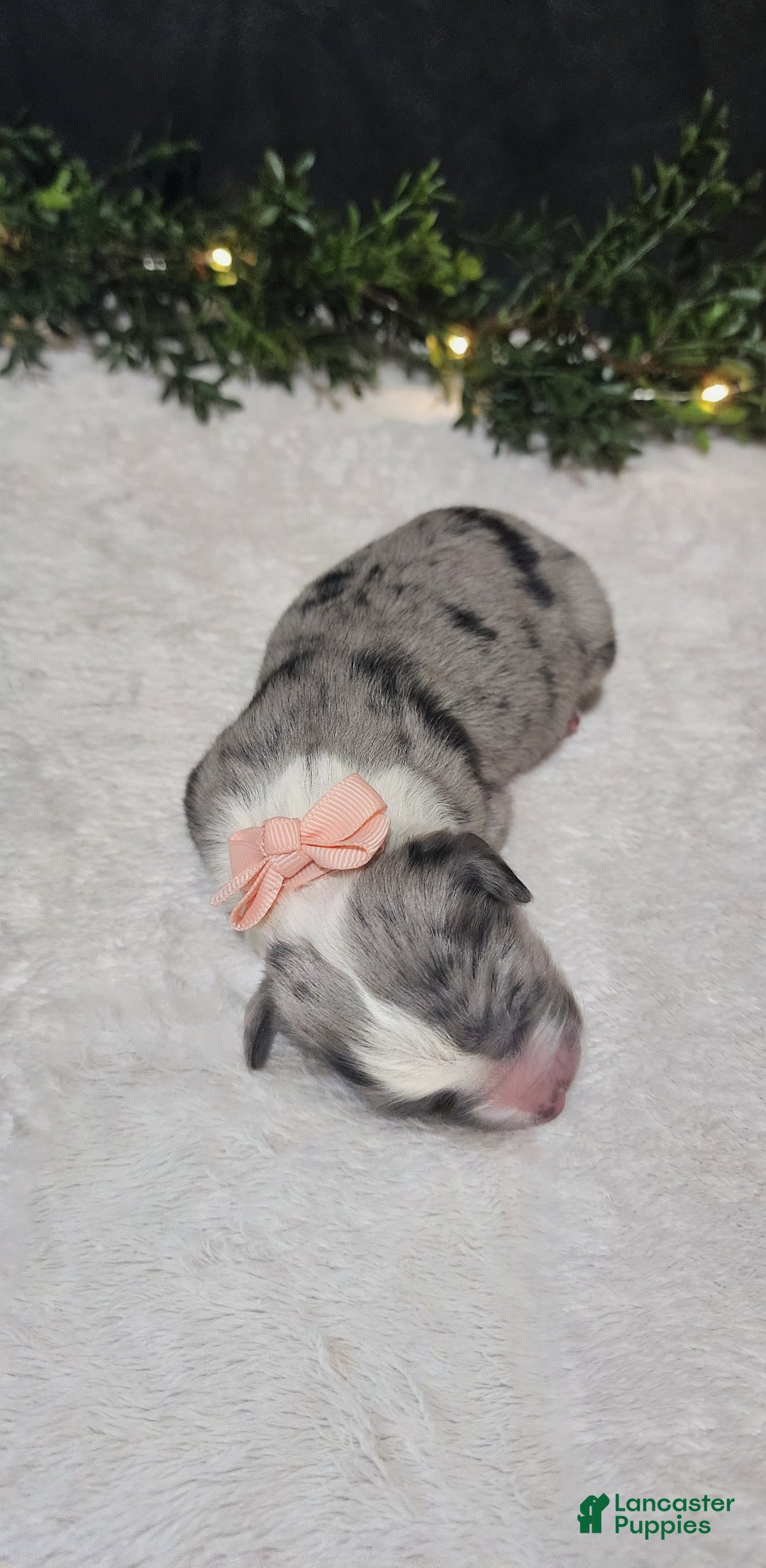 Miniature Australian Shepherd dogs for sale: Jewel - Ad 2