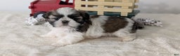 Shih Tzu dogs for sale: Talia - Ad 10