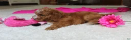 Cavapoochon dogs for sale: Millie - Ad 10