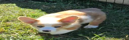 Welsh Corgi Pembroke dogs for sale: Beautiful Bentley  - Ad 3