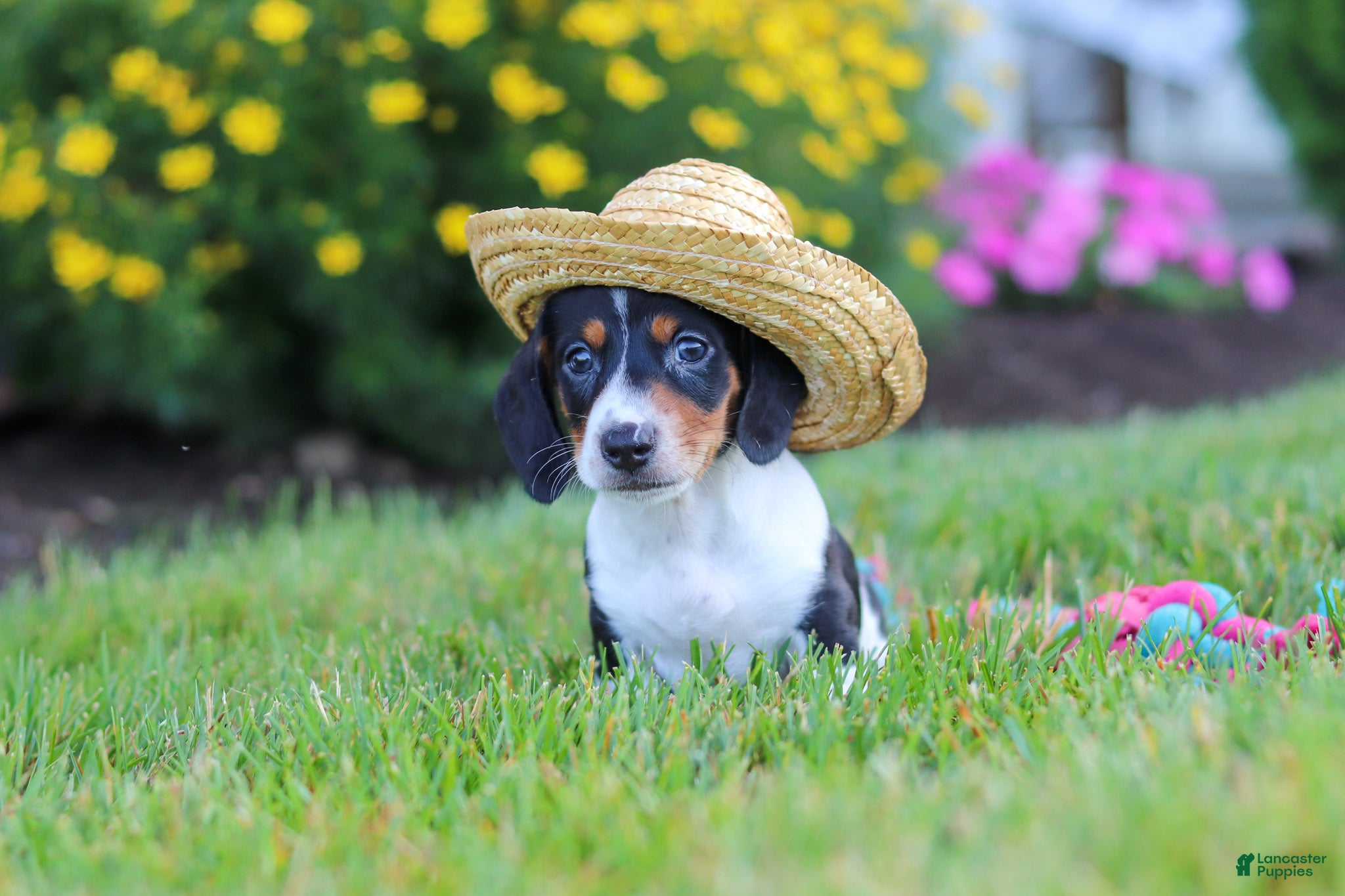 Miniature Dachshund dogs for sale: Hunter - Ad 1