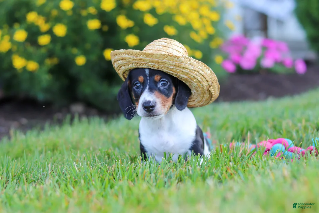 Miniature Dachshund dogs for sale: Hunter - Ad 1