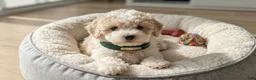 Maltipoo dogs for sale: GUCCI - Ad 4