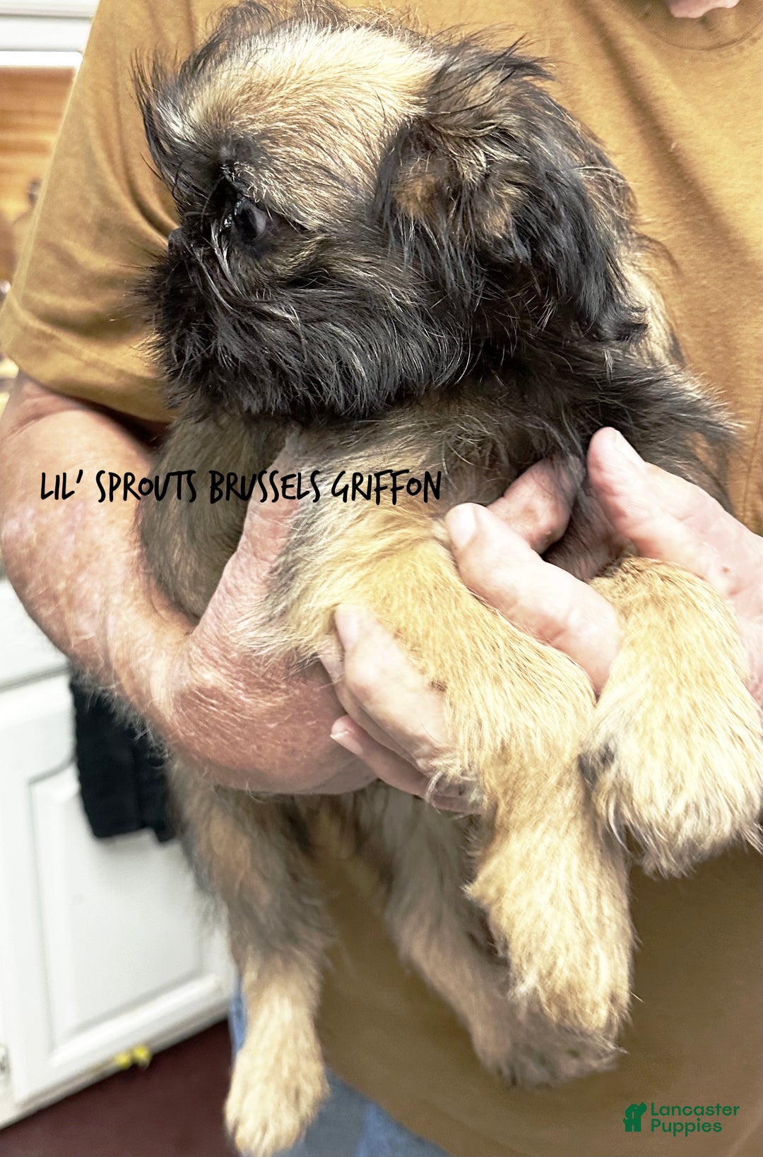 Brussels Griffon dogs for sale: Shadow  - Ad 3