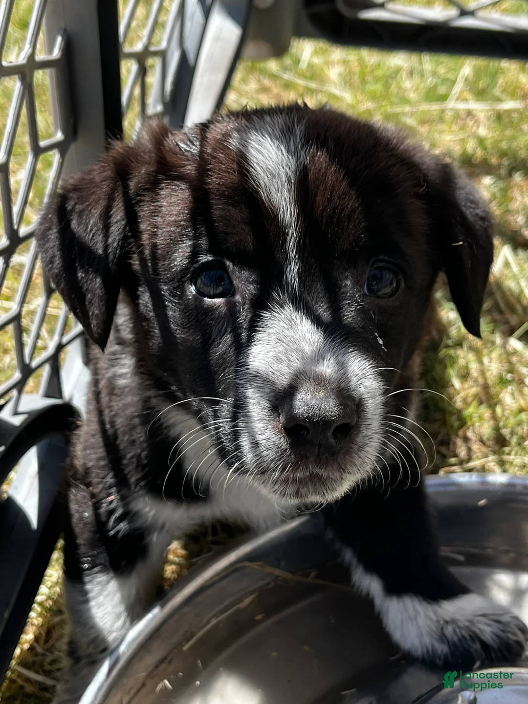 Welsh Corgi Pembroke dogs for sale: Welsh Corgi Pembroke Puppy 1 - Ad 2