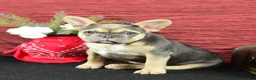 French Bulldog dogs for sale: Roxy - Ad 5
