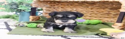 Miniature Schnauzer dogs for sale: Tucker  - Ad 3