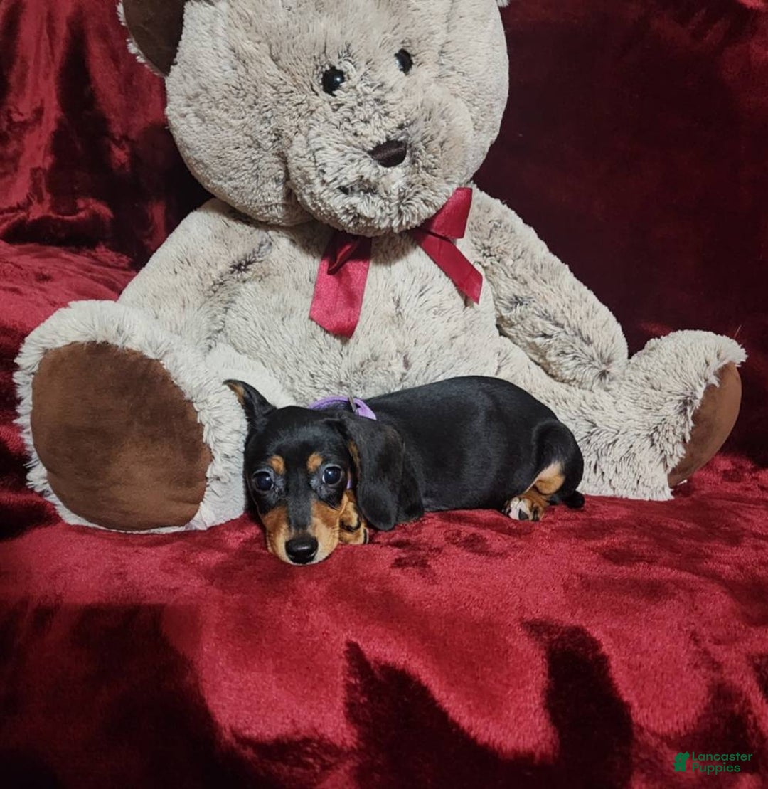 Miniature Dachshund dogs for sale: BAYLEE - Ad 7