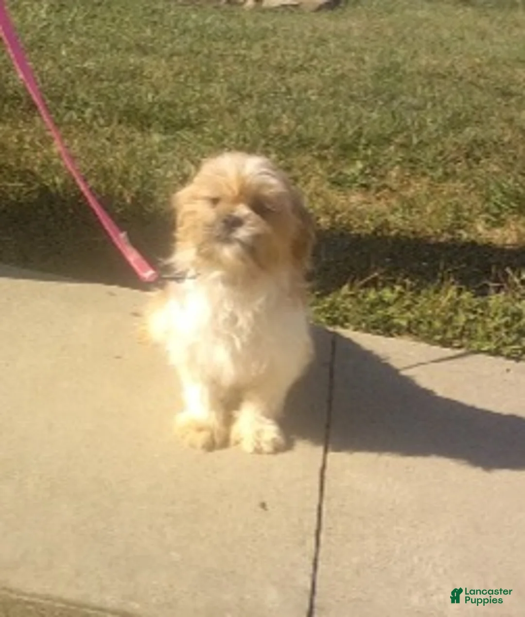 Shih Tzu dogs for sale: Peanut - Ad 8