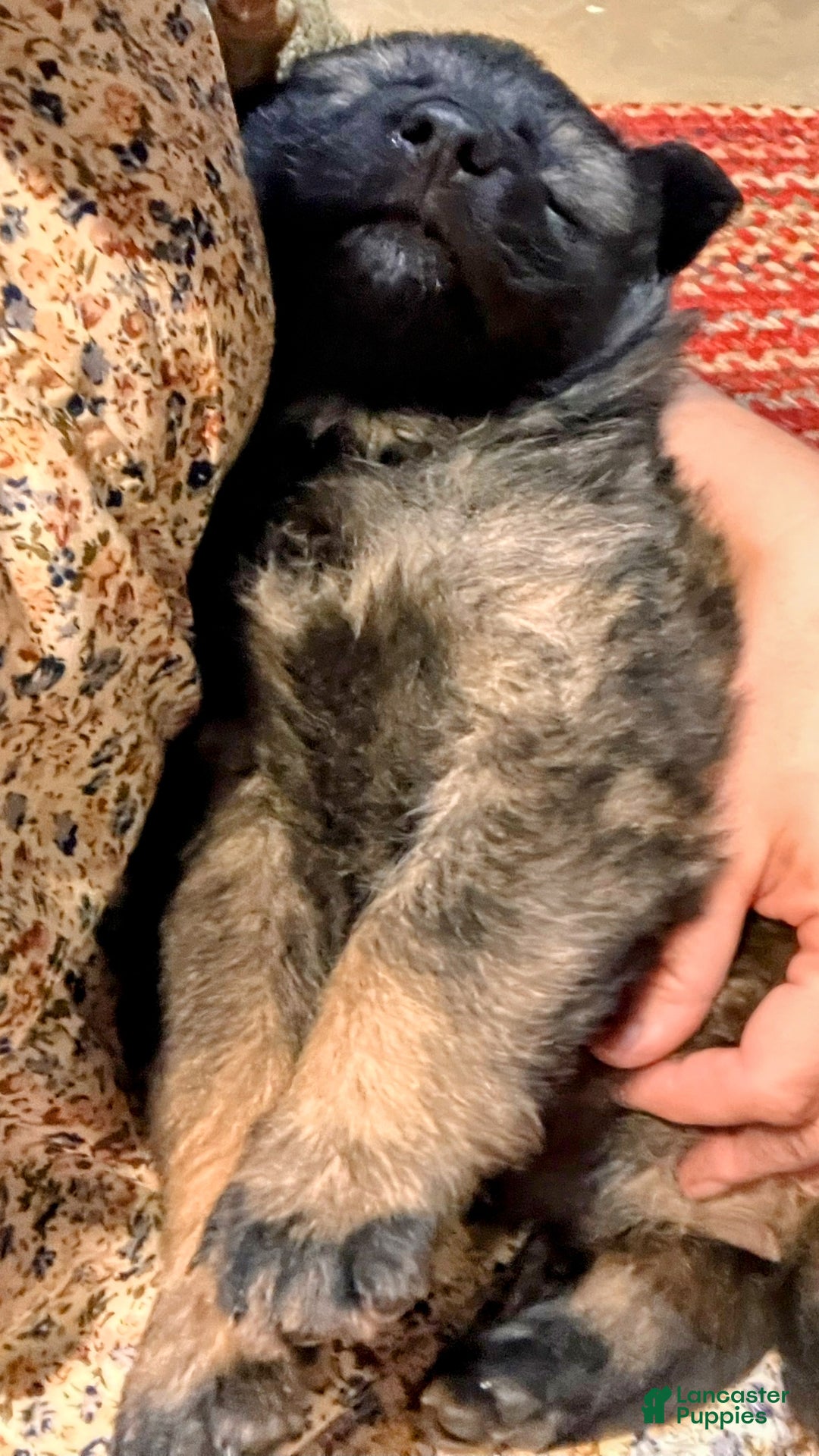 German Shepherd dogs for sale: ♥️SWEET SABLE ♥️ - Ad 14