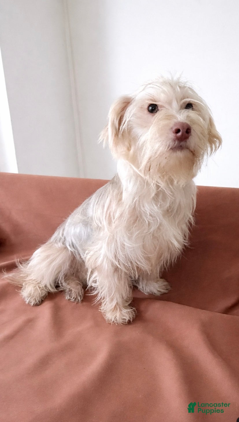 Morkie dogs Chocolate  - Ad 1