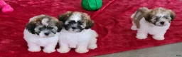Teddy Bear dogs for sale: Millie - Ad 7