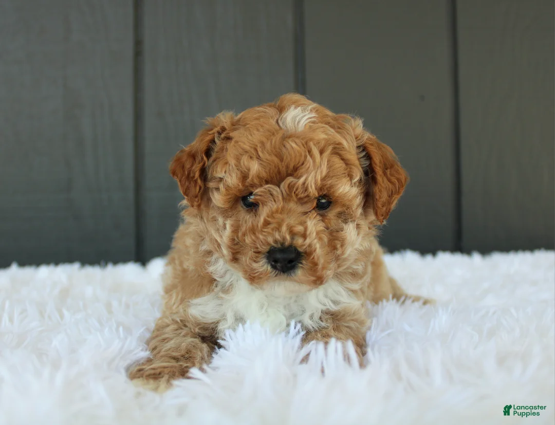 Miniature Poodle dogs for sale: AKC Max  - Ad 2