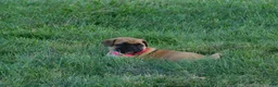 Jug dogs for sale: Peony - Ad 4