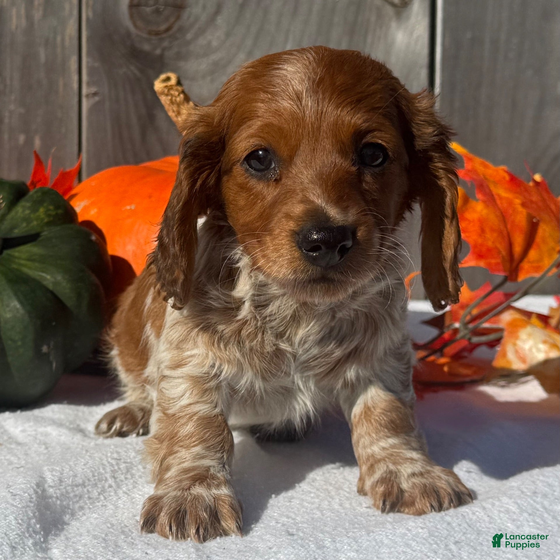 Miniature Dachshund dogs for sale: Forrest - Ad 2