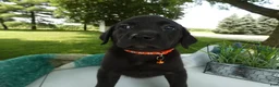 Sheprador dogs for sale: Sheprador 9 Malinda - Ad 3
