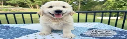 Golden Retriever dogs for sale: Piper - Ad 2