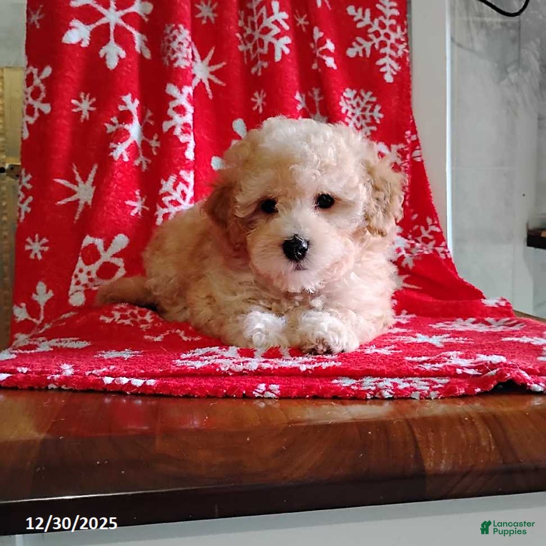 Mini Bernedoodle dogs for sale: Roselani - Ad 1