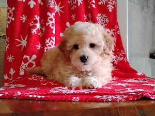 Mini Bernedoodle dogs Roselani - Ad 22