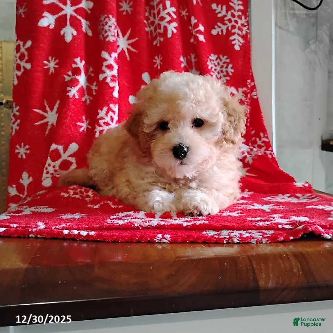 Mini Bernedoodle dogs for sale: Roselani - Ad 8