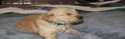 Golden Retriever dogs for sale: Farrah - Ad 6