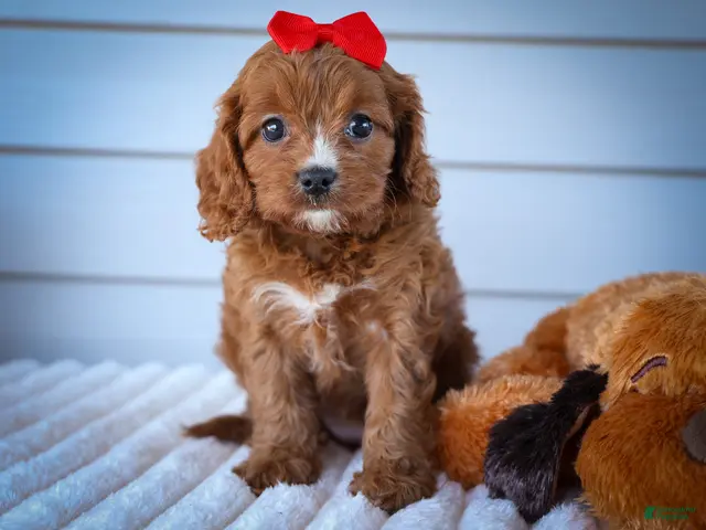 Cavapoo dogs Kristina - Ad 1