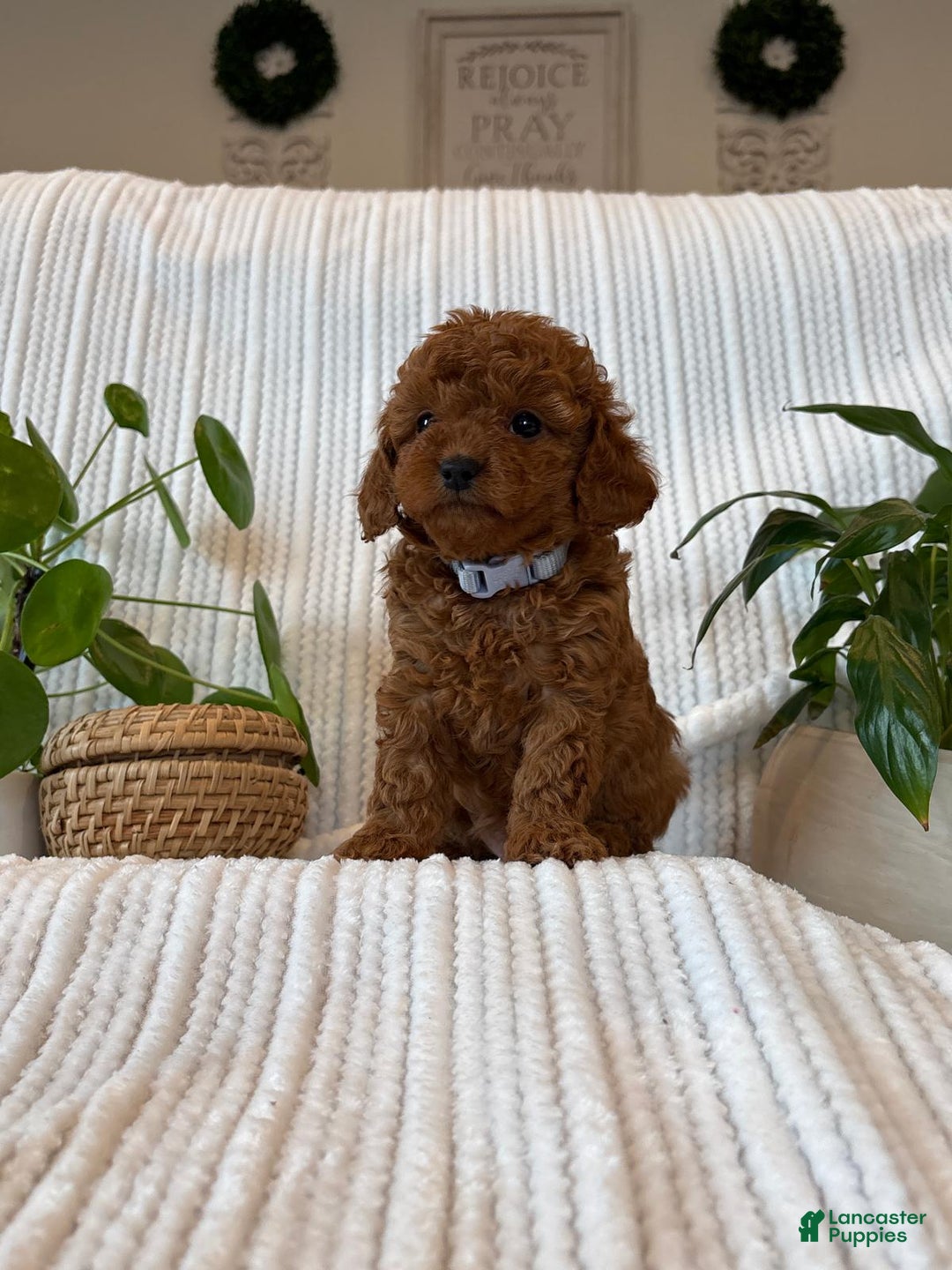Cavapoo dogs for sale: Zoe - Ad 2
