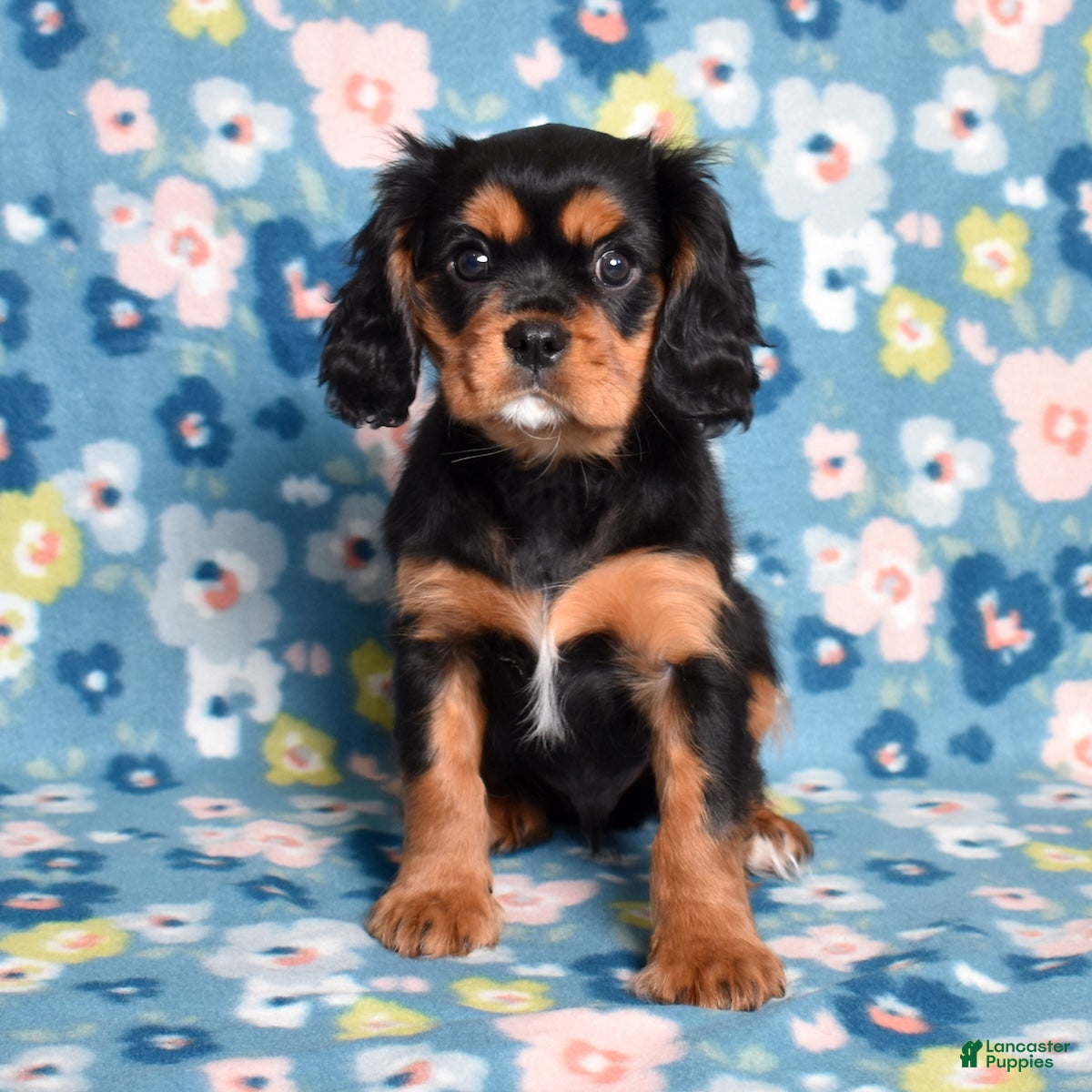 Cavalier King Charles Spaniel dogs Rudy | Genetically Screened  - Ad 2