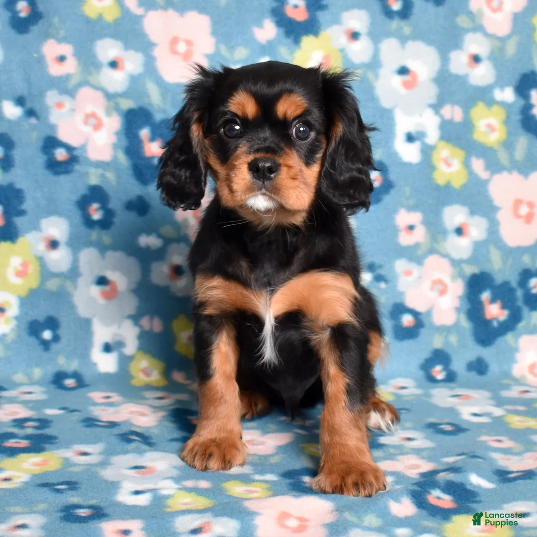 Cavalier King Charles Spaniel dogs for sale: Rudy | Genetically Screened  - Ad 2