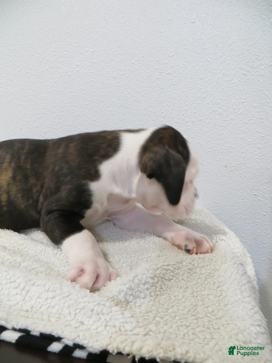 Boxer dogs for sale: 🚢 TITANIC - Ad 6