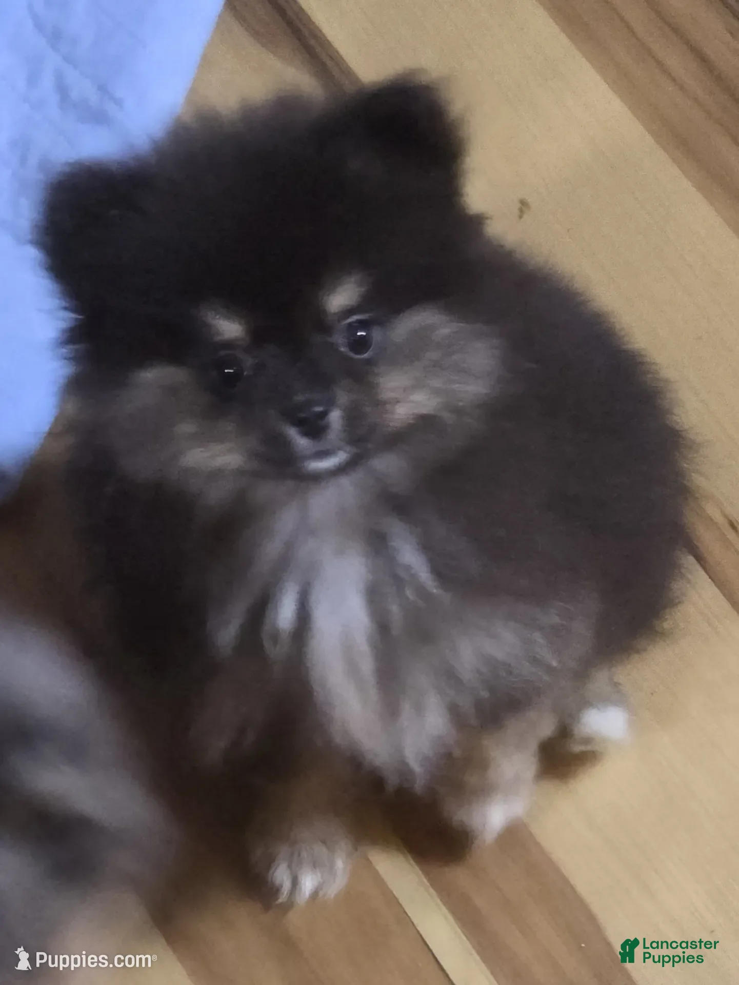 Pomeranian dogs Akc Maddy  - Ad 20