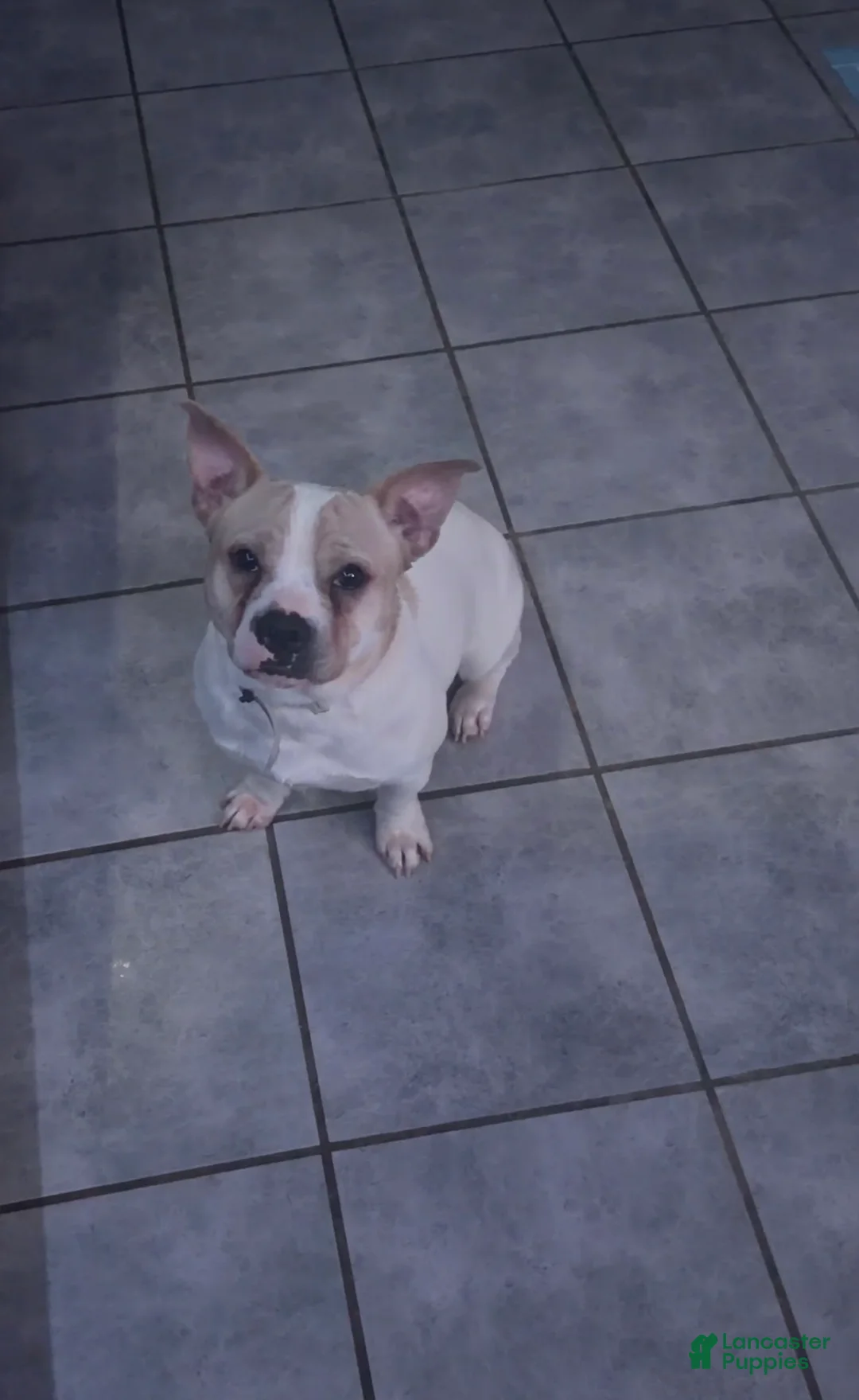 Mixed Breed dogs for sale: Mixed Breed Puppy 1 - Ad 3