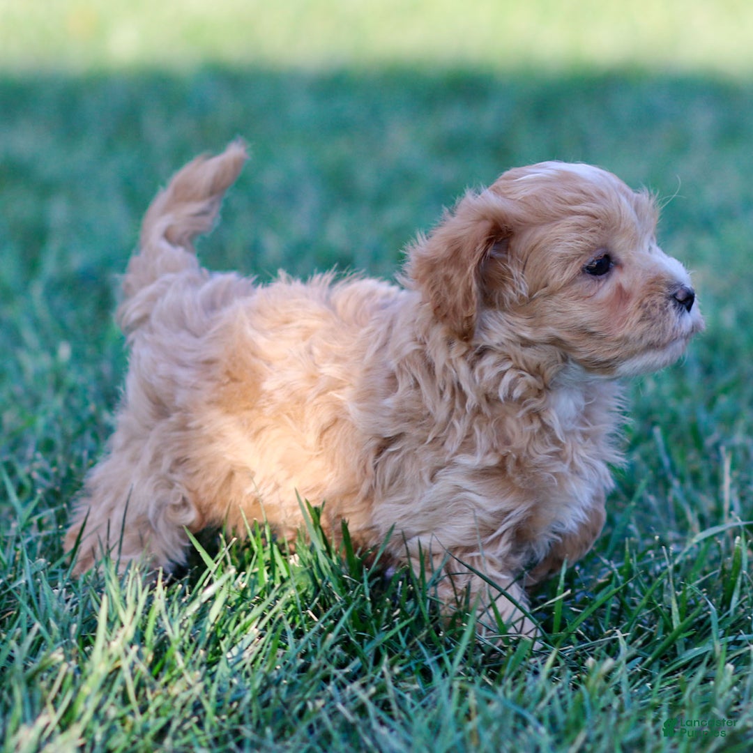 Maltipoo dogs for sale: Sparky - Ad 5